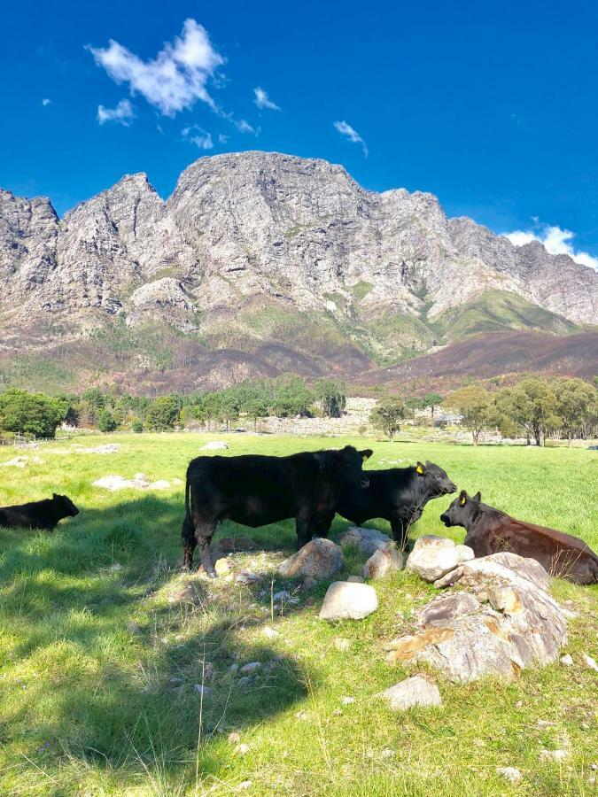 Гостьовий будинок The Barn In Franschoek Франсгук Екстер'єр фото